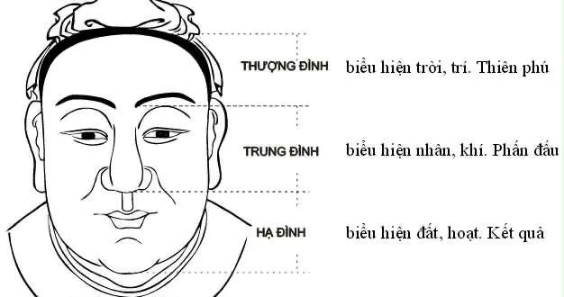 Sơ đồ tam đình: thượng đình, trung đình, hạ đình