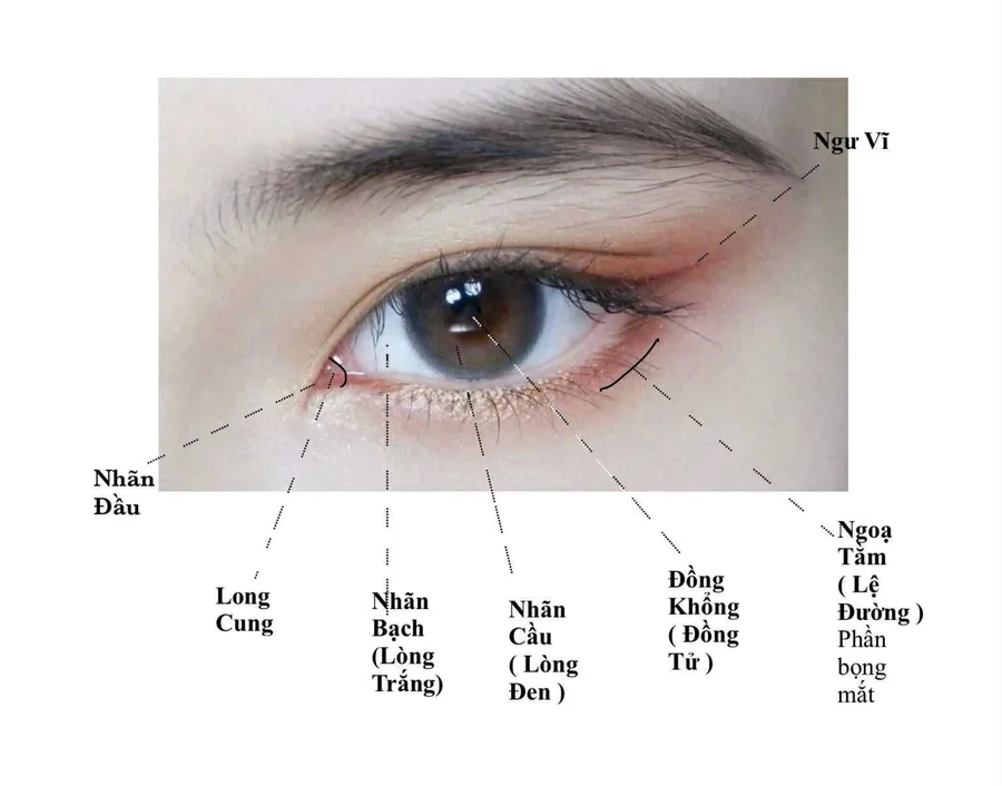 Cấu tạo con mắt và tên các bộ phận trong nhãn tướng