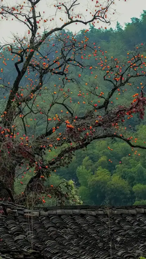 Sao Cự Môn - Tử Vi Tinh Điển