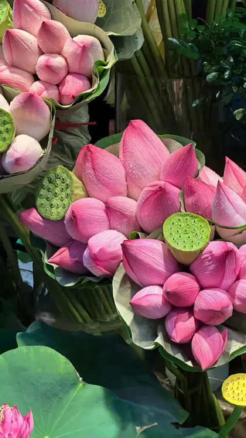 Phú Giải Đào Hồng, Long Phượng, Thai Tọa, Thiên Mã Và Các Trung Tinh