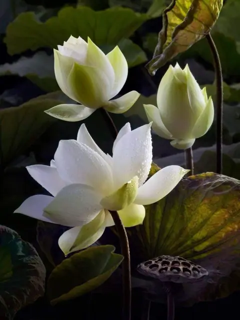 Thuyết Tam Tài: Thiên - Địa - Nhân