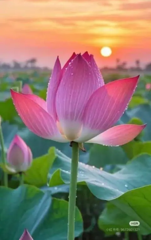 Ngũ Nghiệp Tầm Đạo - Thiên Tư Và Thực Tiễn
