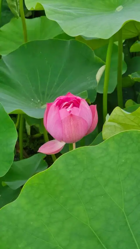 Thái Tuế - Bạch Hổ - Quan Phù: Người Quân Tử Lo Đạo Chứ Không Lo Nghèo