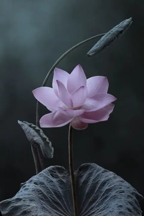 Thiên Không - Tài Bạch