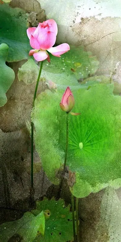 Cô Thần - Quả Tú: "Tự Thắp Đuốc Mà Đi"
