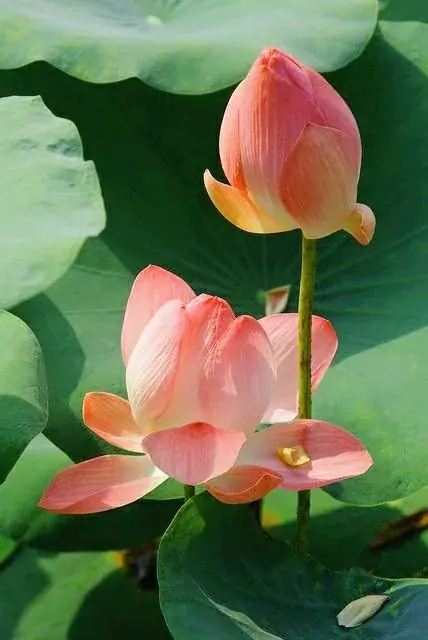 Định Cục Ngũ Hành, Khởi Đại Hạn Và Phép An Mười Bốn Chính Diệu