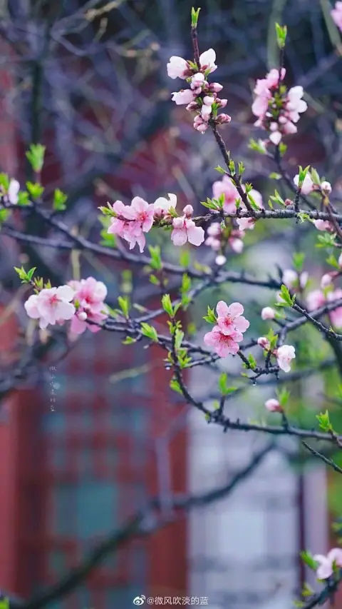 Hóa Lộc (化祿): Người Tự Mang Theo "Duyên" Từ Lúc Mới Sinh
