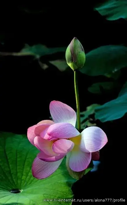 Hóa Khoa - Xương Khúc: Trí Tuệ - Trí Thức Hiện Đại