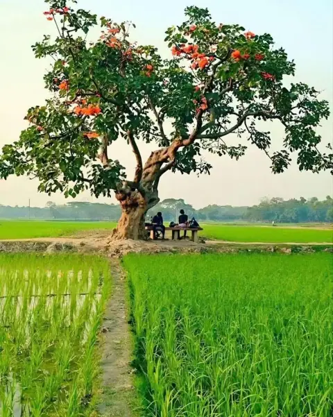 Cung Huynh Đệ: Mười Bốn Chính Tinh Và Ảnh Hưởng Của Phụ Tá Sát
