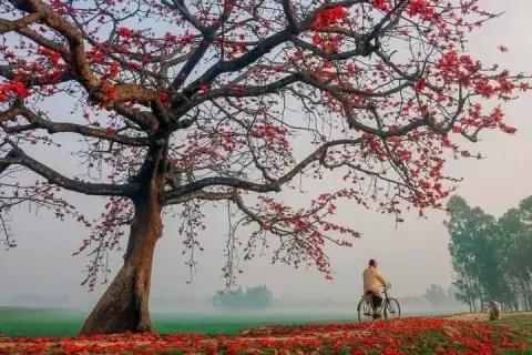 Luận Ngữ – Tử Trương, Nghiêu Viết: Lời Học Trò Và Chương Khép Lại Bộ Sách