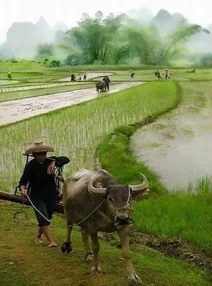 Thiên Cơ Thủ Mệnh: Sáu Tinh Hệ Và Cổ Quyết Bát Hỉ Sao Lâu