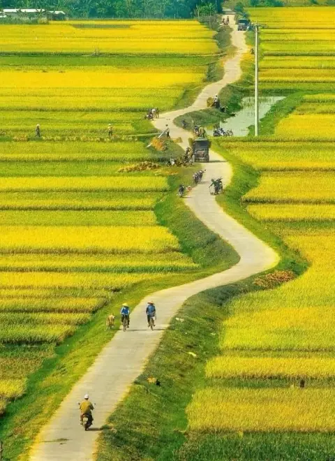 Luận Về Cung Phi Hóa: Ba Mươi Chín Ý Tượng Và Tứ Hóa Năm Sinh