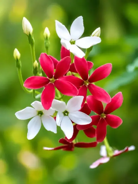 Hình phú Tham Lang: Sao đào hoa một mình mang hai hành