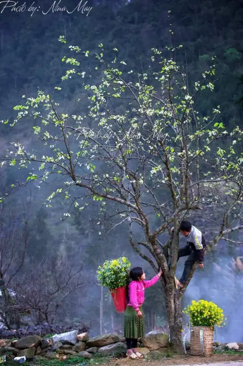 Cung Tật Ách theo ngũ hành của sáu chính tinh đầu