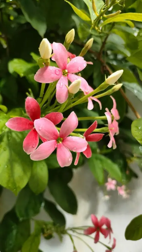Thiên Cơ Hóa Lộc thủ Mệnh: nhiều cơ hội, khó giữ tiền