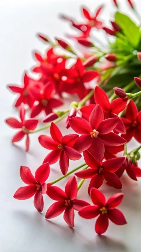 Tham Lang, Vũ Khúc Hóa Lộc: một đầu cơ, một hành động