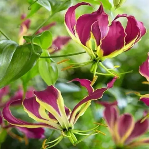 Quẻ Lôi Địa Dự: Thoán Từ và trọn sáu hào trong Kinh Dịch