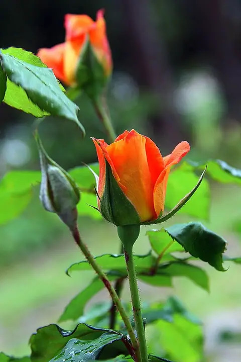 Bảy ví dụ về cách đặt tên con gái theo số nét chữ