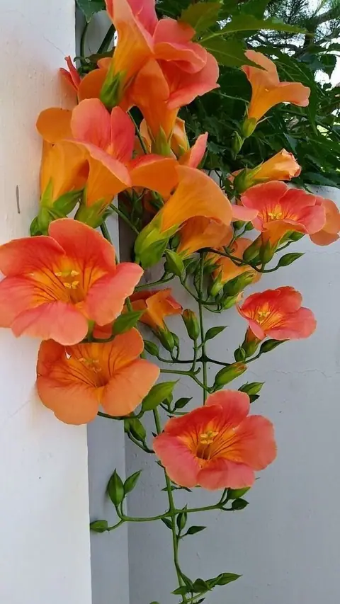 Số lý tên gọi trong hôn nhân, sự nghiệp và hệ Can Chi