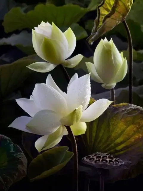 Vũ Khúc, Tham Lang, Cự Môn: những sao làm quan không thẳng đường