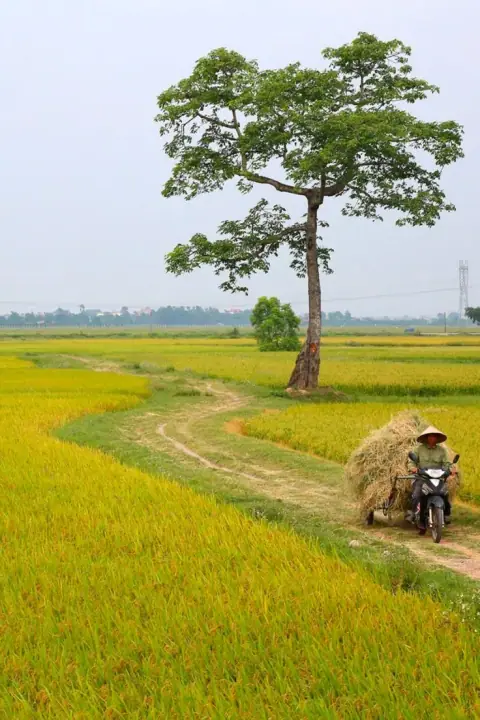 Người nữ tuổi Dần, tuổi Mẹo: thơ đoán vận và phụ giải