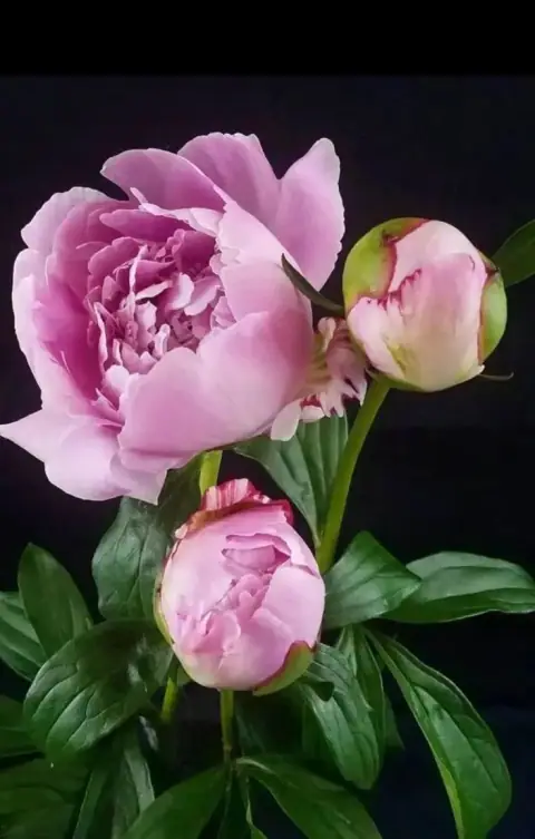Phủ Tướng đơn thủ: người già giúp đời, né Hình Kình Kỵ