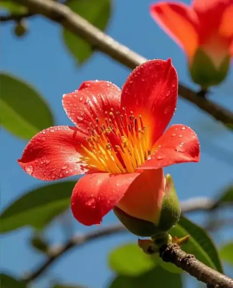 Thái Dương mọc hay lặn, Vũ Khúc được của hay cô khắc