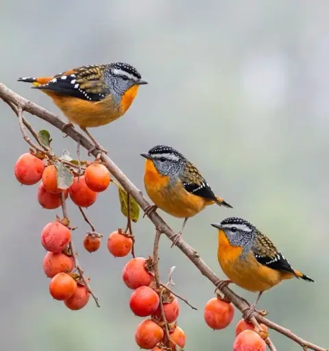 Mệnh Thái Âm, Tham Lang, Cự Môn, Thiên Tướng, Thất Sát gặp nhau ra sao