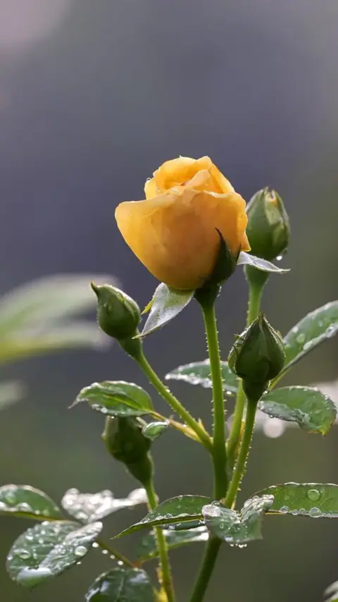 Phúc khi lo khi vui khi Thiên Đồng đến Tham Lang ngồi ở cung Phúc Đức