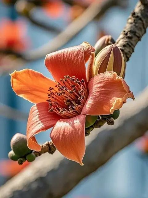 Sáu ngôi hào đọc thân thể, nhà cửa và ngày ứng nghiệm