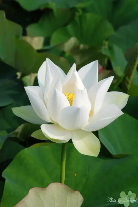 Đào hoa, hôn nhân và Lộc Kỵ cùng đổ lên một sao