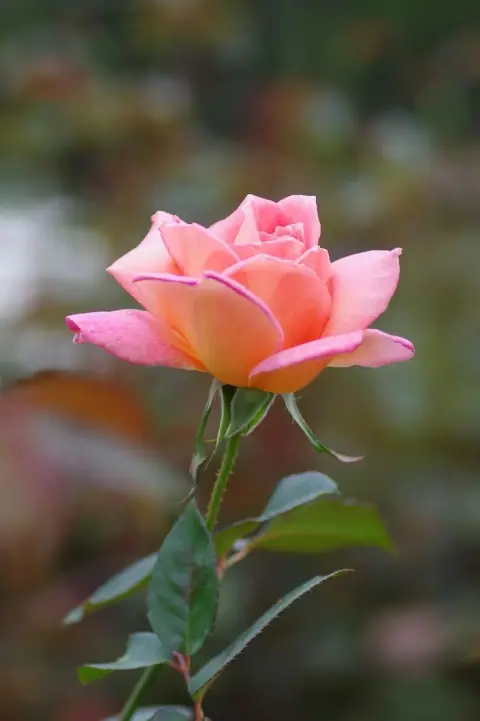 Lý Đỉnh Tộ gom lời chú Dịch của ba mươi lăm nhà
