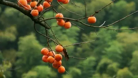 Nước hình xung phá hại và sao trung tinh trực cửa